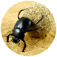 Scarab Beetle